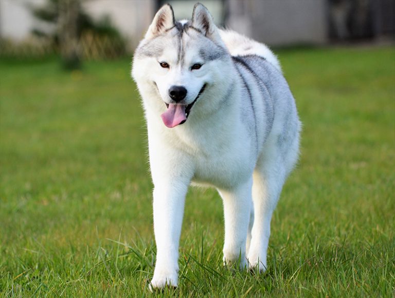 INT CH GREYSTOKE OF SIBERIAN LADY
