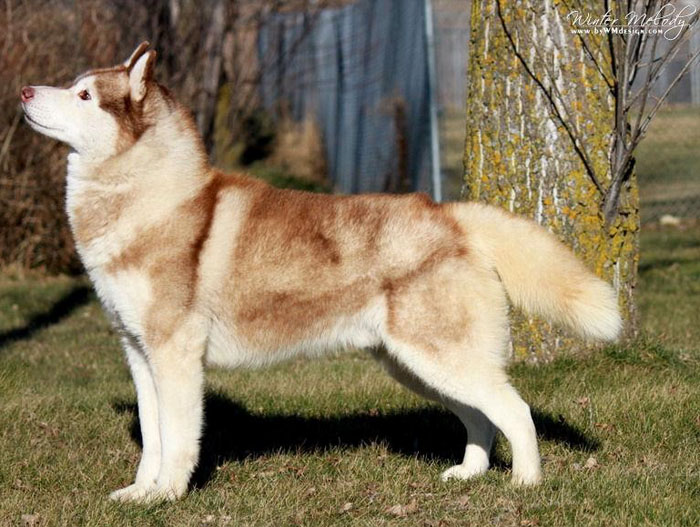 USA CH KRISTARI'S RUDOLPH VALENTINO