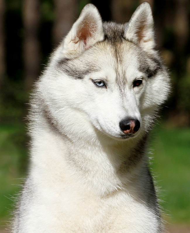 CH WINTER MELODY SHE WOLF