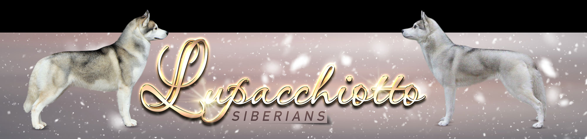 Lupacchiotto Siberians