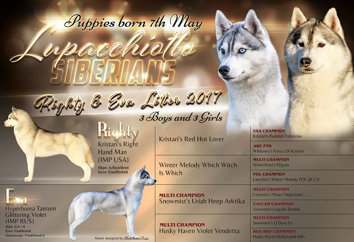 Lupacchiotto Siberians Litter 2017