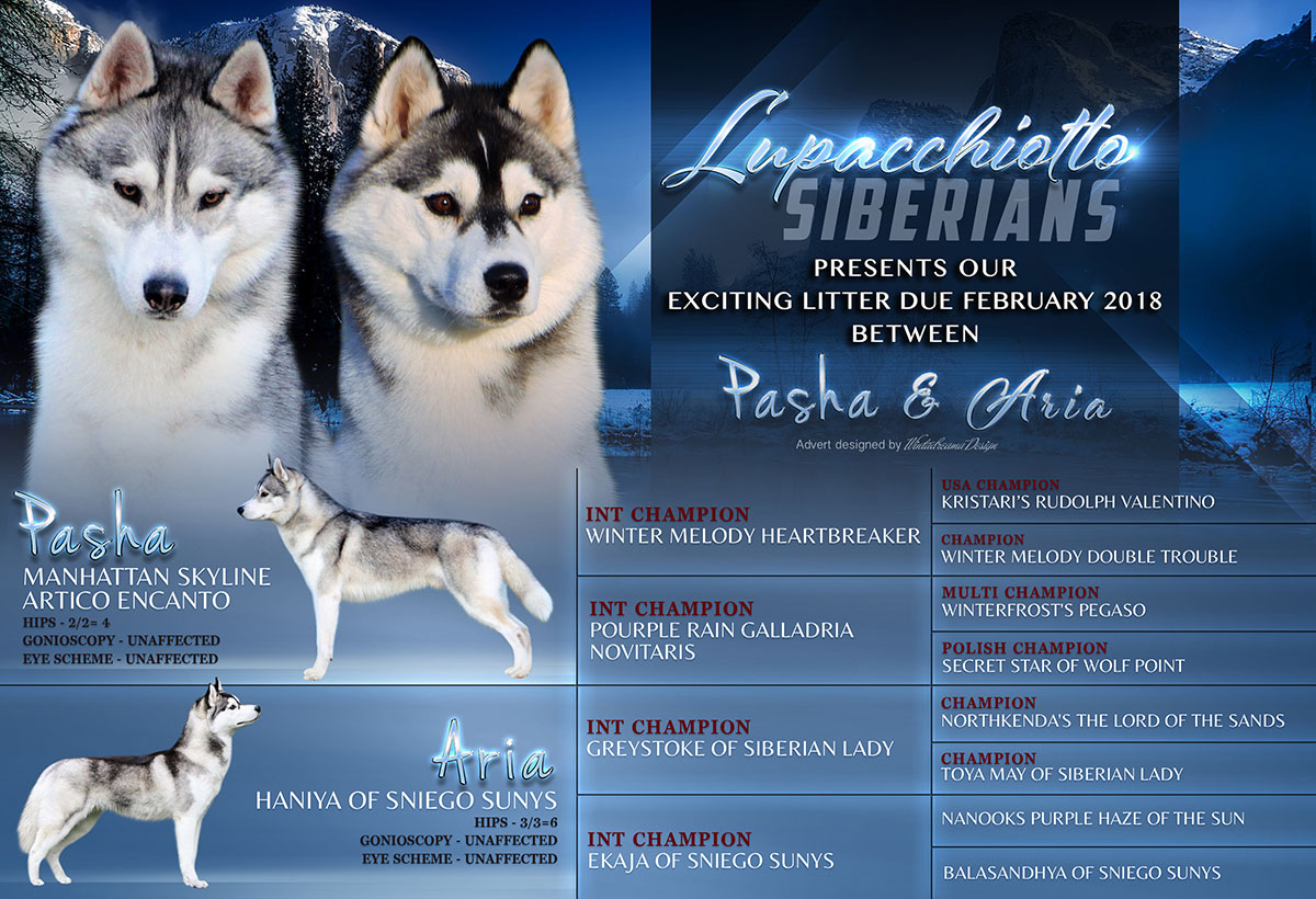 Lupacchiotto Siberians Litter 2018