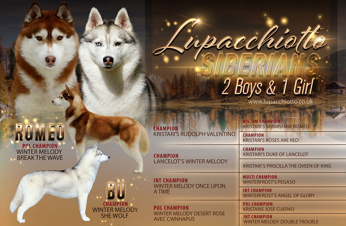 Lupacchiotto Siberians Litter 2018