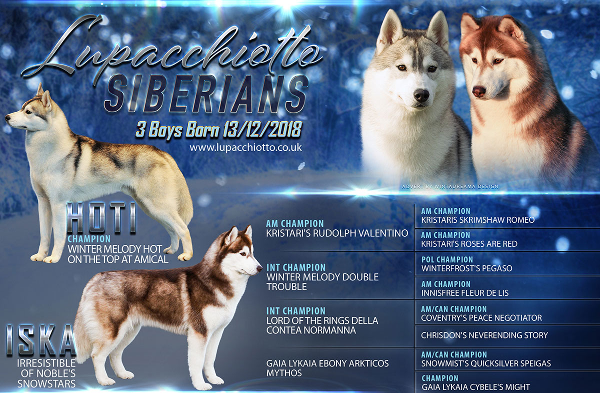 Lupacchiotto Siberians Litter 2018