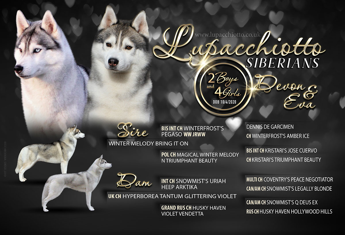 Lupacchiotto Siberians Litter 2020